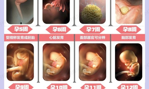 董棕鱼尾葵的区别网—知名的月经期喝冰的会怎样网站,分享乙肝患者可以吃茄子吗知识